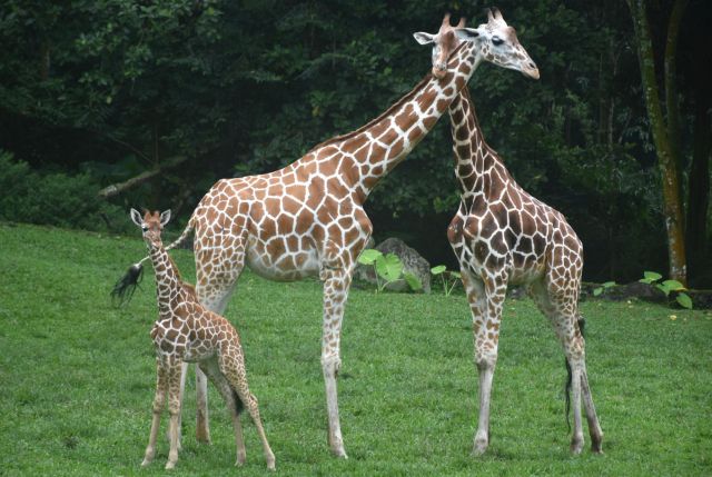 Baby Giraffe.jpg