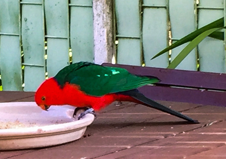 King Parrot 1.jpg