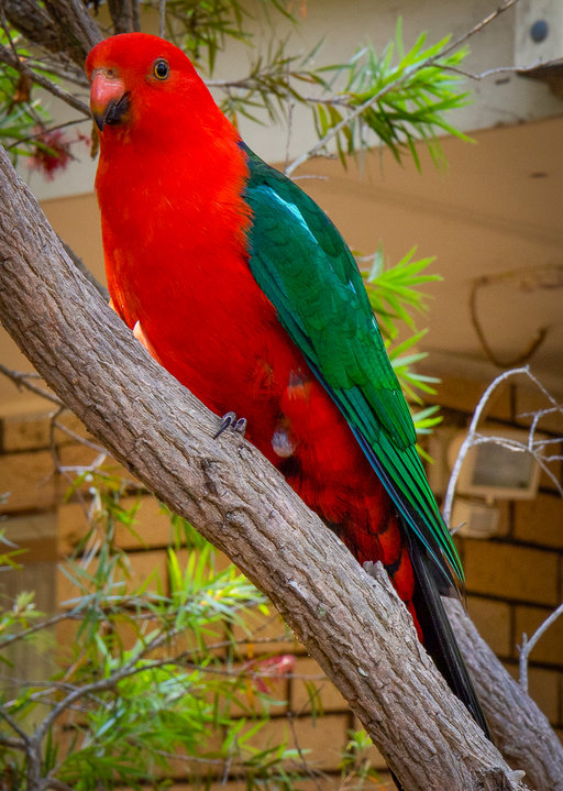 King parrots-3.jpg