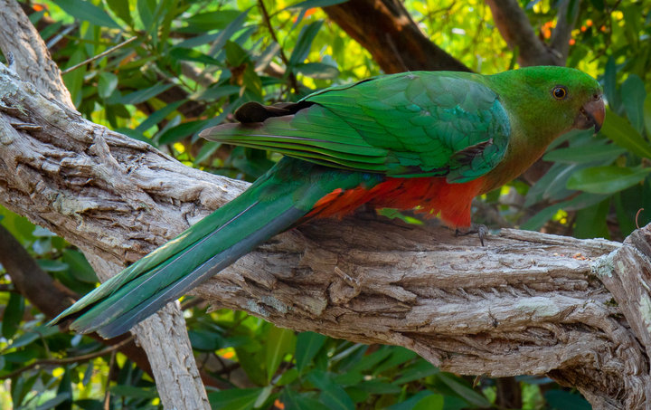 King parrots-6.jpg