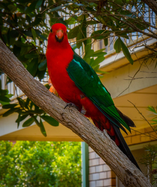King parrots-2.jpg