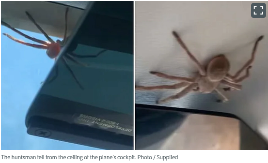 Massive huntsman spider drops on pilot during landing in Australia - NZ Herald.png