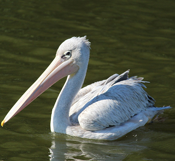 6.-african-pink-backed-pelican-1.jpg
