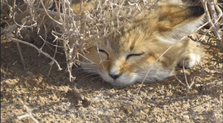 Sand Cat.JPG