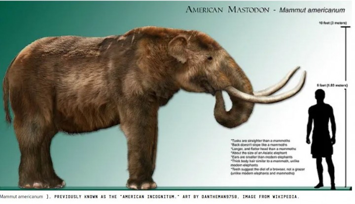 Mastodon.JPG