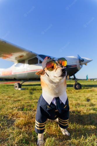pilot dog.jpg