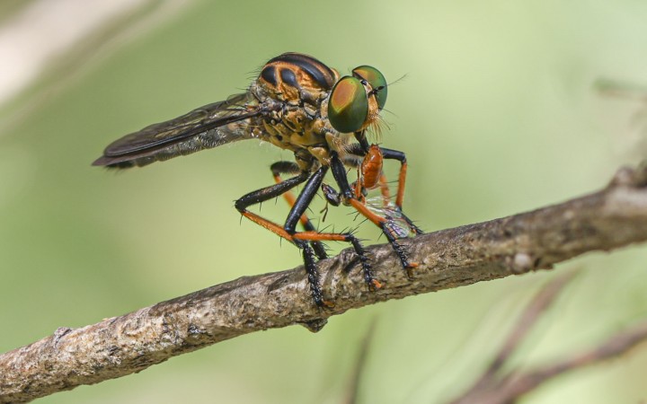 Robber fly with prey-7716-3.jpg
