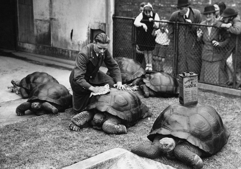 London Zoo, 1930s (1).jpg