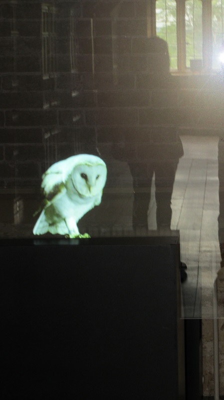 ghostly owl.JPG