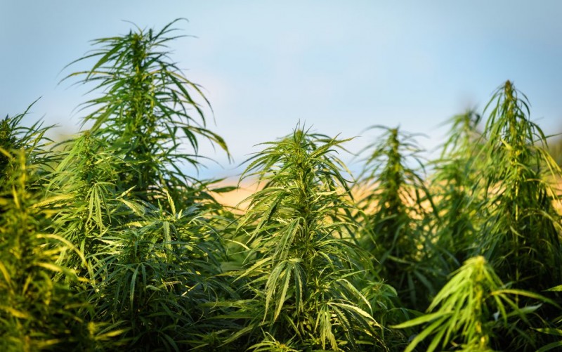 how-to-train-your-cannabis-plant-1024x641.jpg