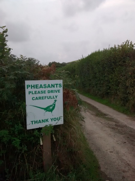 pheasant drivers.jpg