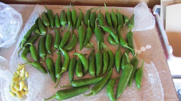 green peppers.jpg