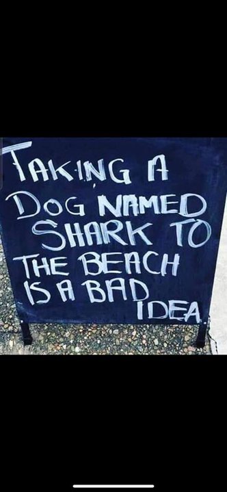 sharkdog.jpg